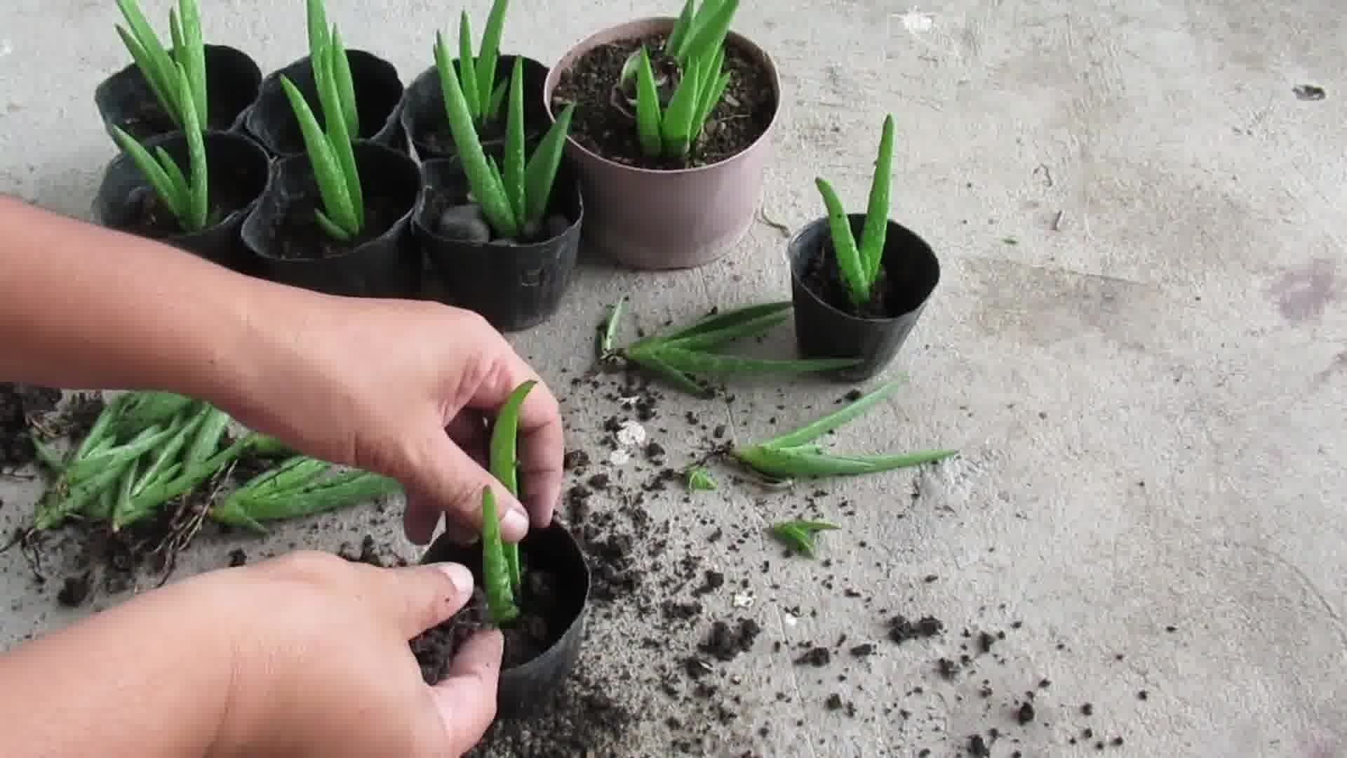 Aloe Vera plant image